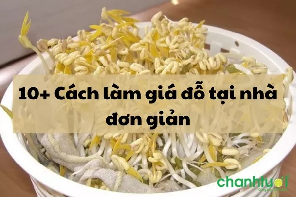 10+ Cách làm giá đỗ tại nhà đơn giản và nhanh chóng nhất