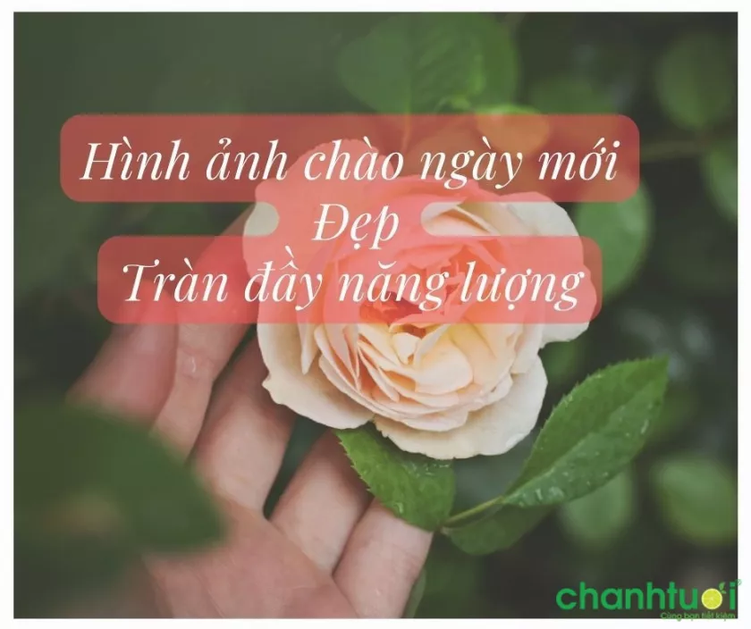 101+ hình ảnh chào ngày mới đẹp, ý nghĩa, tạo năng lượng