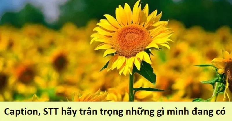 alt text: Hình ảnh bông hoa sen thể hiện sự an nhiên