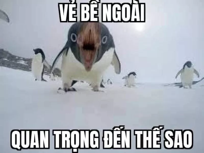 alt text: Meme chim cánh cụt với biểu cảm khó hiểu