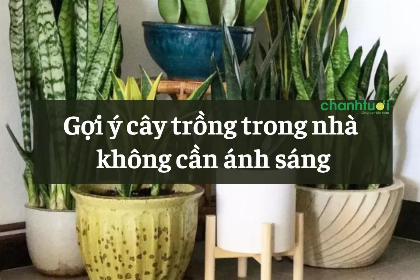 alt text: Tổng hợp các loại cây trồng trong nhà không cần ánh sáng