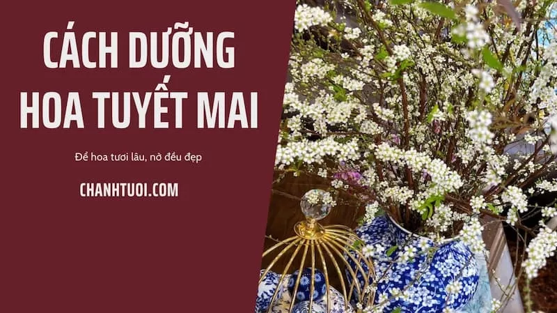 Bật mí cách cắm và dưỡng hoa tuyết mai nở rộ, tươi lâu dịp tết