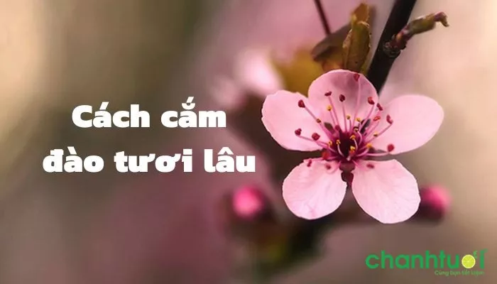 Bí quyết giữ hoa đào không héo chơi tết