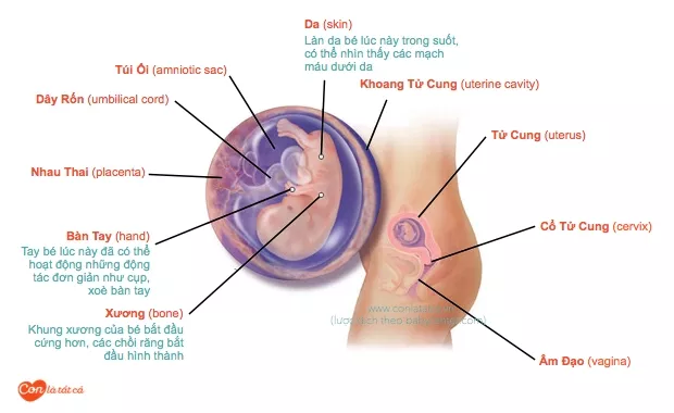 Các thay đổi về thể chất của mẹ