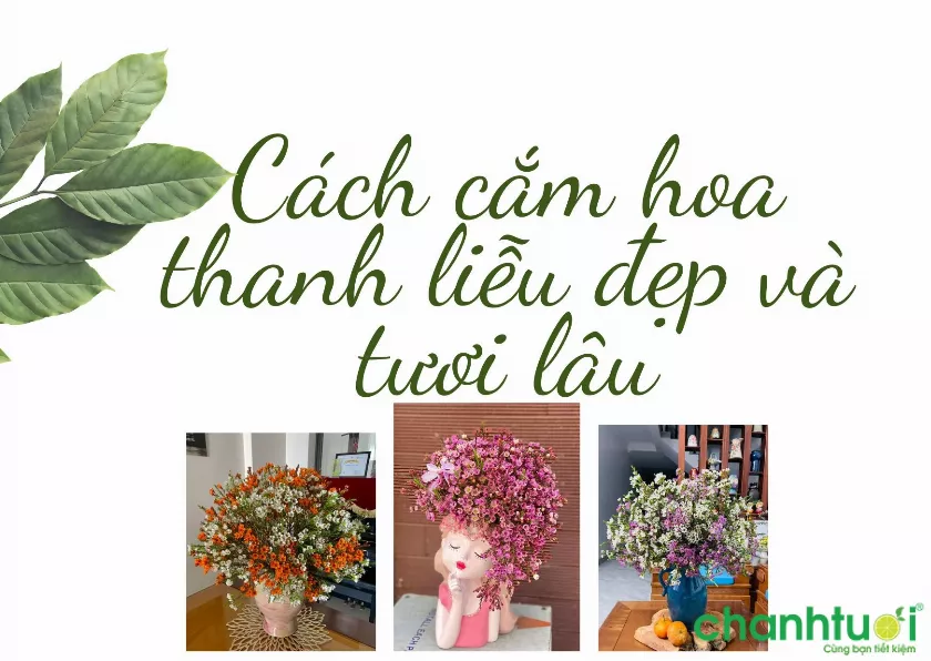 Cách cắm hoa thanh liễu đẹp và tươi lâu: cắm 1 màu, mix màu