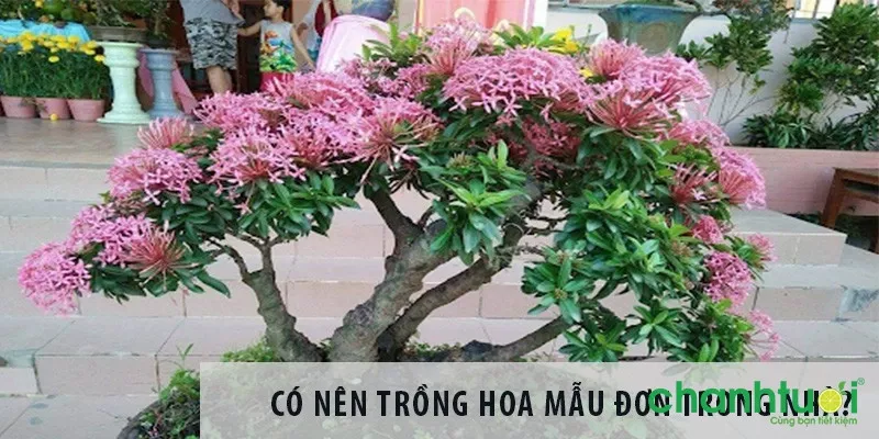 Cây hoa mẫu đơn