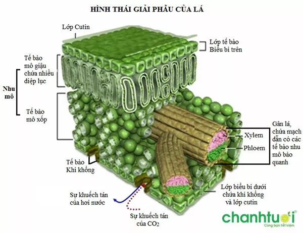 Giải phẫu lá