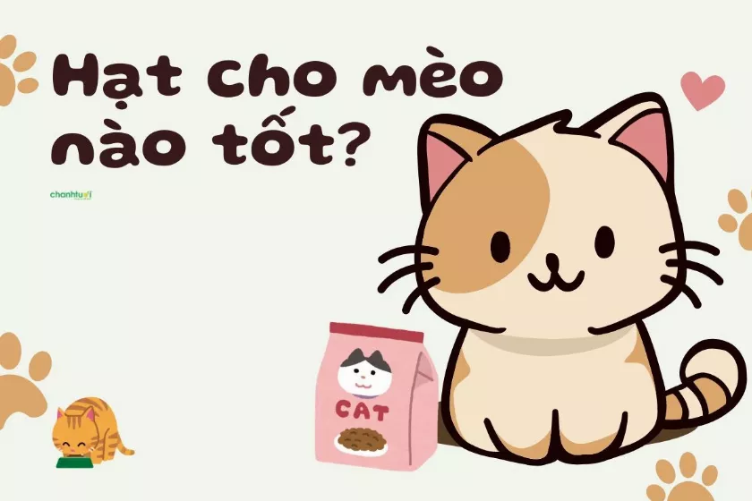 Hạt cho mèo loại nào tốt nhất? Có nên cho mèo ăn hạt nhiều?