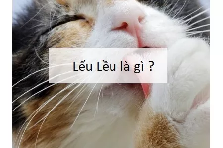 Lếu lều là gì? Bíu bìu là gì?