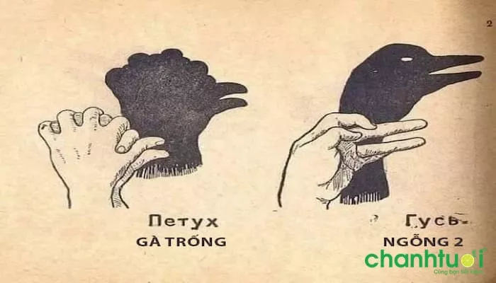 Một chú gà trống và một chú ngỗng, mỏ gà được làm bằng ngón tay cái còn mỏ ngỗng làm từ 2 ngón tay dài nhất 