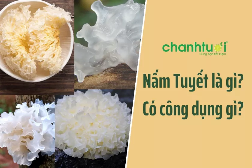 Nấm tuyết là gì? Có tác dụng gì? Nấu món nào ngon?