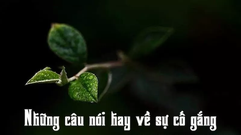 Những câu nói hay về sự cố gắng, kiên trì nỗ lực vì mục tiêu