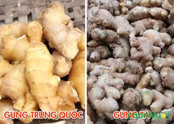 Phân biệt gừng Trung Quốc và gừng Việt Nam