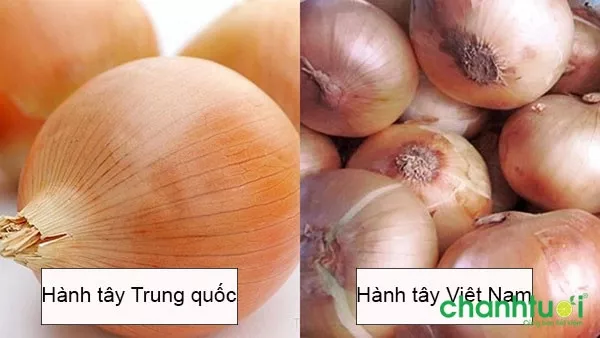 Phân biệt hành tây Trung Quốc