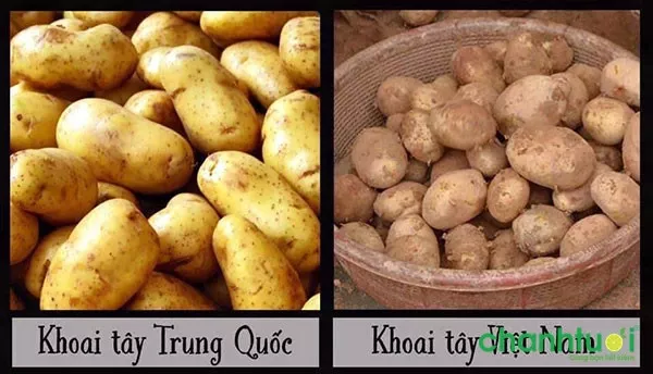 Phân biệt khoai tây Trung Quốc