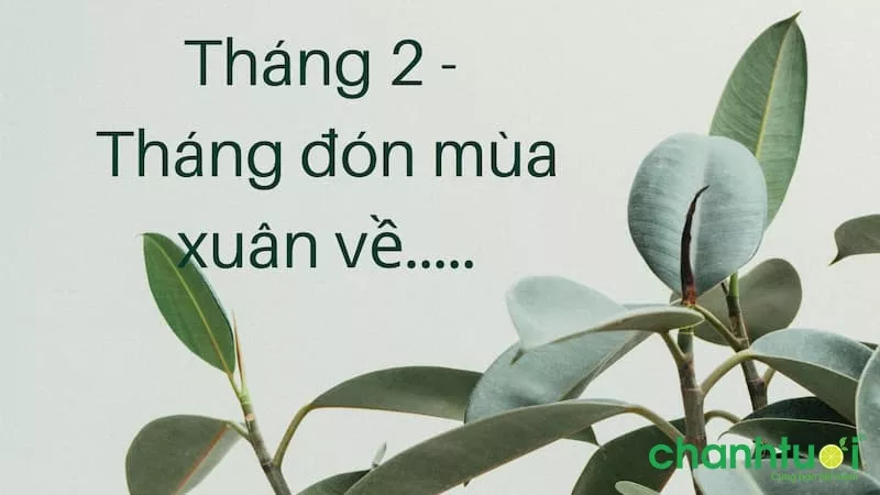 STT tháng 2 đón xuân về