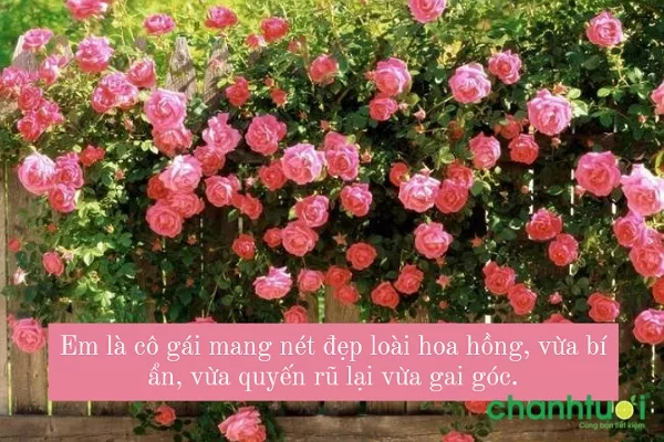 Stt về hoa hồng hay và ý nghĩa