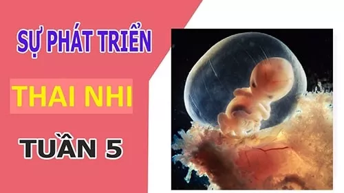 Sự phát triển của thai nhi 5 tuần tuổi