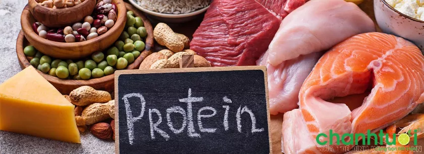 Tầm quan trọng của protein