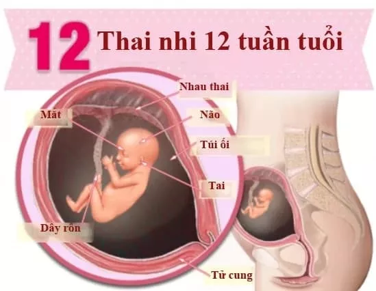 Thai nhi 12 tuần tuổi