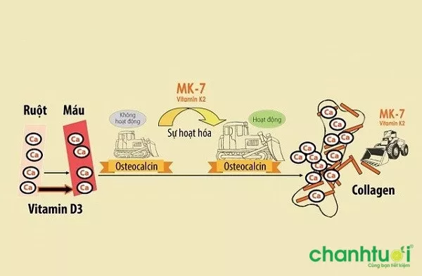 Thực phẩm giàu Vitamin D