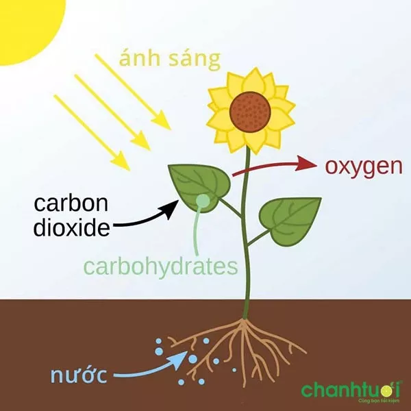 Vai trò của quang hợp