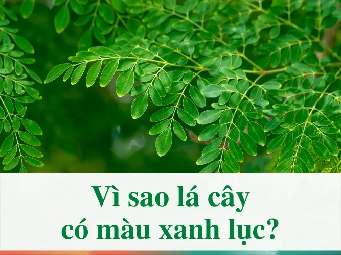 Vì sao lá cây có màu xanh lục? Nguyên nhân và lời giải chính xác nhất