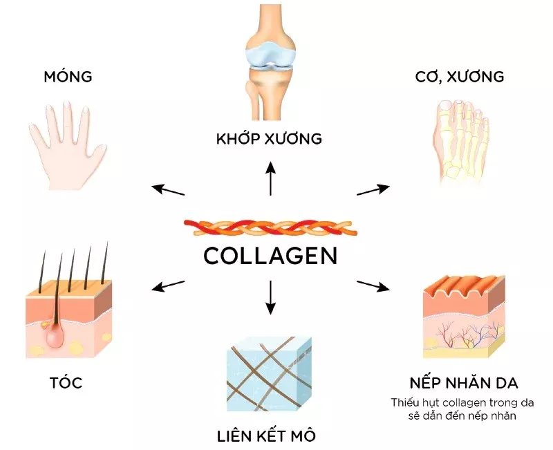 alt text: Mô tả cấu trúc Collagen