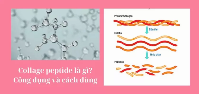 Collagen Peptide là gì? Công dụng và cách dùng cho làn da