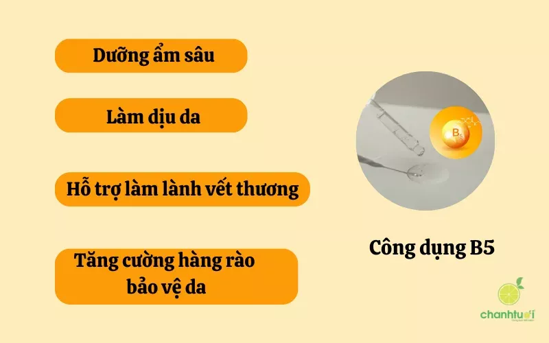 Công dụng của Vitamin B5