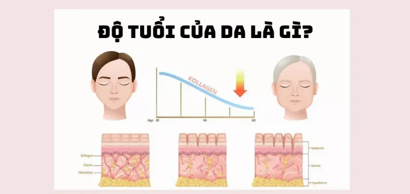 Độ tuổi của da là gì? Cách tính độ tuổi thật của da