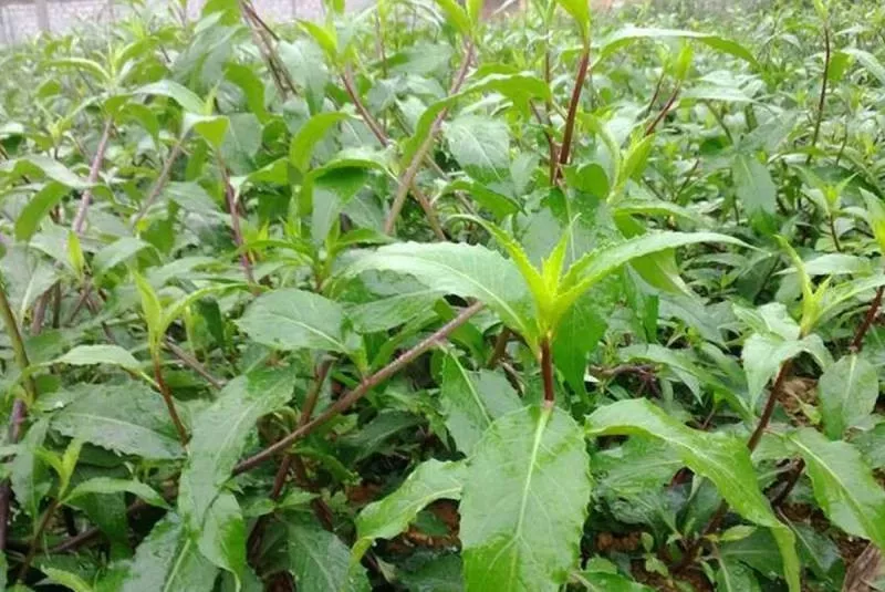 Một số bài thuốc dân gian từ rau lủi